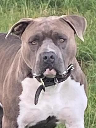 OPEN FOR STUD AMERICAN STAFFORD DEKREU, Dieren en Toebehoren, Honden | Dekreuen, Reu, Particulier, Eén hond, Nederland, 1 tot 2 jaar