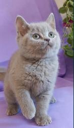British Shorthair kittens!, Dieren en Toebehoren, Katten en Kittens | Raskatten | Korthaar, Meerdere dieren, Ontwormd, 6 jaar of ouder
