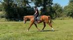 Super lieve 3 jarige merrie, Dieren en Toebehoren, Paarden, Merrie, 3 tot 6 jaar, Ontwormd, 160 tot 165 cm