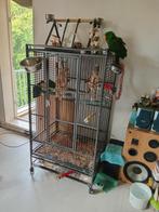 Ruime papegaaien kooi., Ophalen, Gebruikt, Metaal, Vogelkooi