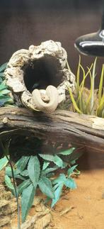 Slang & terrarium, Dieren en Toebehoren, Slang, Met terrarium, 0 tot 2 jaar