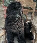 Bouvier, Dieren en Toebehoren, Honden | Herdershonden en Veedrijvers, Bouvier, Rabiës (hondsdolheid), 15 weken tot 1 jaar, Reu