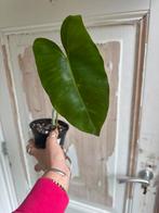 Philodendron Burle Marx stek, Ophalen of Verzenden