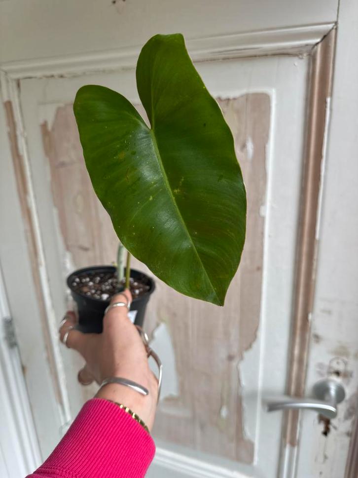 Philodendron Burle Marx stek, Huis en Inrichting, Kamerplanten, Ophalen of Verzenden