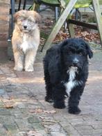 Mooie lieve aussiedoodle pups, Dieren en Toebehoren, Overige rassen, CDV (hondenziekte), 8 tot 15 weken, Meerdere