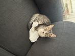 Savannah kitten, Kater, 0 tot 2 jaar