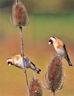 GROTE KAARDEBOL, WEVERSKAARDE ( NU PLanttijd ) 4 voor 5,00, Ophalen of Verzenden, Zomer, Overige soorten