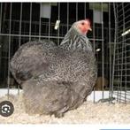 Gezocht broedeieren cochin kriel, Dieren en Toebehoren, Pluimvee, Geslacht onbekend, Kip