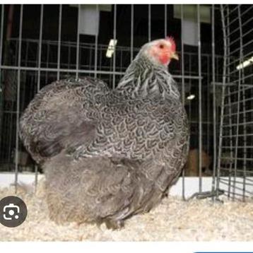Gezocht broedeieren cochin kriel beschikbaar voor biedingen