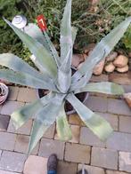 2 Franse Agaves, volwassen,  15 jr oud, Volle zon, Vaste plant, Zomer, Ophalen