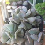 Echeveria Cubıc Frost(vetplant,succulent), Huis en Inrichting, Ophalen of Verzenden, Overige soorten, Minder dan 100 cm