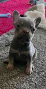 🥰 Super mooie isabella and tan franse bulldog pups 🥰, CDV (hondenziekte), 8 tot 15 weken, Bulldog, Meerdere