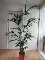 XL Howea Forsteriana - Kentiapalm H: 200 cm., Huis en Inrichting, Kamerplanten, Ophalen, Palm, Halfschaduw, 150 tot 200 cm