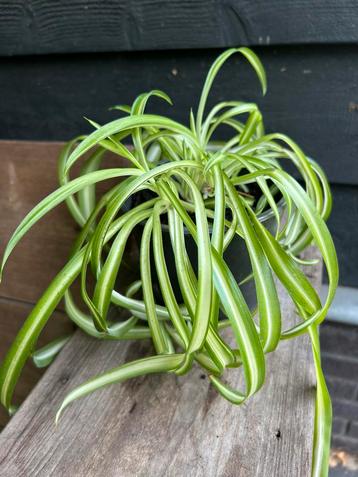 Graslelie krullend / Chlorophytum comosum beschikbaar voor biedingen