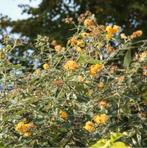 Gele vlinderstruik, Ophalen, Vlinderstruik, 100 tot 250 cm