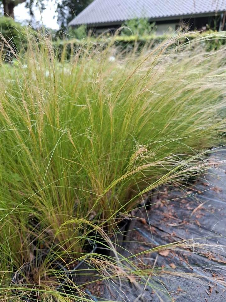 Vele soorten siergrassen en salvia's te koop, Tuin en Terras, Planten | Tuinplanten, Siergrassen, Volle zon, Zomer, Ophalen of Verzenden
