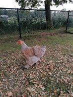 Brahma blauw patrijs groot, Dieren en Toebehoren, Pluimvee, Meerdere dieren, Kip