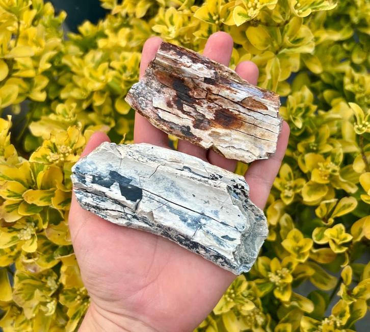 Mammoet Slagtand Noordzee, Verzamelen, Mineralen en Fossielen, Fossiel, Ophalen of Verzenden
