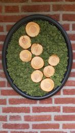 Zelfgemaakte moswand, Ophalen, Nieuw