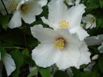 Geurende Boerenjasmijn / Philadelphus Belle Etoile, Volle zon, Vaste plant, Lente, Ophalen