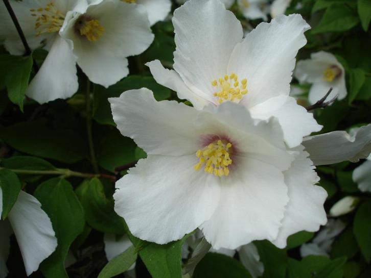 Geurende Boerenjasmijn / Philadelphus Belle Etoile, Tuin en Terras, Planten | Tuinplanten, Vaste plant, Overige soorten, Volle zon