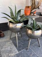 Prachtige agaves, Ophalen, Bloeit niet, Overige soorten, Volle zon