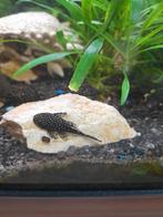 Ancistrus te koop, Dieren en Toebehoren, Vissen | Aquariumvissen, Vis