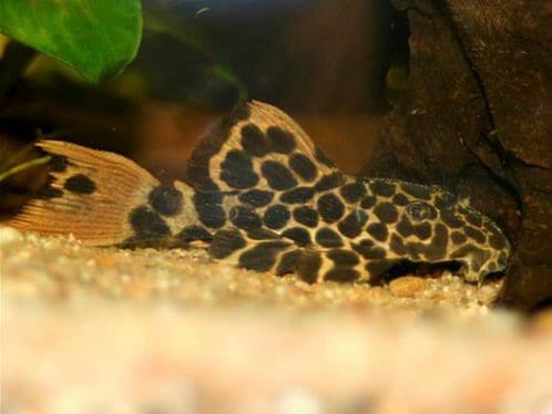 L-Nummers: L114 Pseudacanthicus cf. leopardus, Dieren en Toebehoren, Vissen | Aquariumvissen, Vis