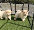 Mooie chow chow pups, Dieren en Toebehoren, CDV (hondenziekte), Meerdere, 8 tot 15 weken, Meerdere dieren