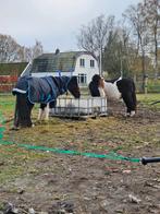 Gezocht weiland voor 2 shetlanders, Dieren en Toebehoren, Stalling en Weidegang, 2 of 3 paarden of pony's