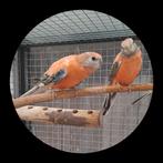 Prachtig koppel bourkes, Dieren en Toebehoren, Vogels | Parkieten en Papegaaien, Meerdere dieren, Parkiet