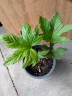 Filipendula rubra Venuste, Volle zon, Vaste plant, Zomer, Ophalen