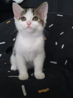 Europees-Korthaar Kittens Te Koop, Dieren en Toebehoren, Meerdere dieren, Kortharig, 0 tot 2 jaar