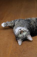 Gijs zoekt een nieuw huisje, Dieren en Toebehoren, Katten en Kittens | Overige Katten, Kater, Kortharig, 3 tot 5 jaar