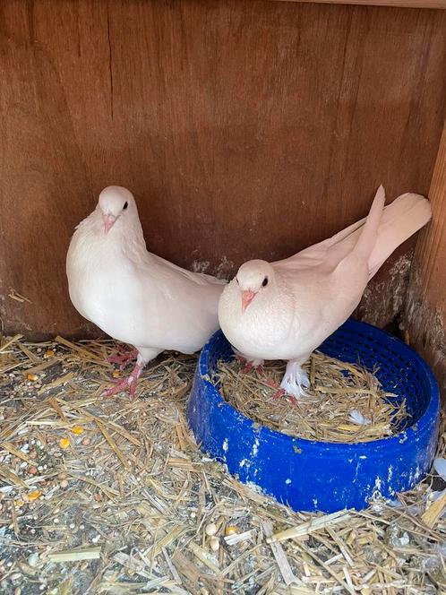 Wit koppeltje Takla duiven met jongen – in goede gezondheid, Dieren en Toebehoren, Vogels | Duiven, Meerdere dieren