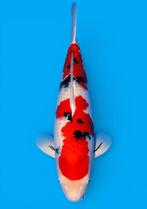 Voor KOISHOW VHQ SANKE  superkoi 66 cm female NEW Heeschkoi, Karper of Koi