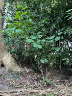 Hazelnoot Boompje/Struik, Bloeit niet, Halfschaduw, Minder dan 100 cm, Overige soorten