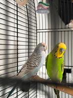 grasparkit met koi, Dieren en Toebehoren, Meerdere dieren, Parkiet