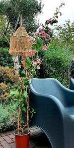 Bougainville 160 cm roze, Tuin en Terras, Planten | Bomen, Ophalen, Volle zon, Overige soorten, Minder dan 100 cm