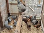 2025 hennen Wyandotte en Plymouth Rock ook en groen leggers, Dieren en Toebehoren, Pluimvee, Vrouwelijk, Kip