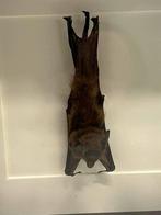 Opgezette vleermuis in lijst 16 x 16 cm, Verzamelen, Ophalen of Verzenden, Zo goed als nieuw, Insect, Opgezet dier