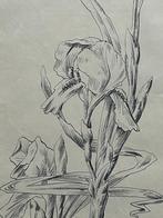 Originele Art Nouveau Prent - Schets Iris - Litho 1907, Verzenden