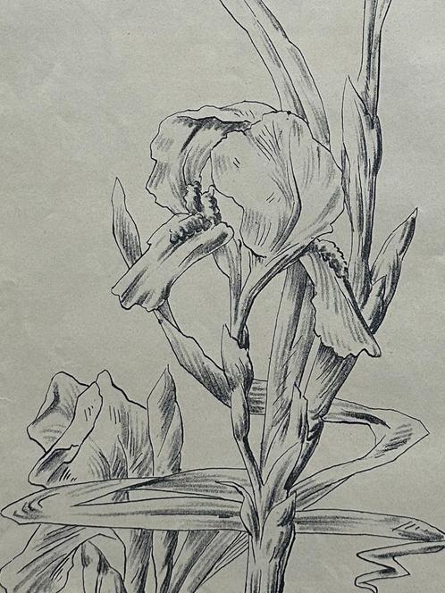 Originele Art Nouveau Prent - Schets Iris - Litho 1907, Antiek en Kunst, Kunst | Litho's en Zeefdrukken, Verzenden