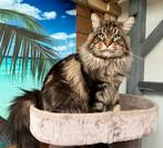 Maine Coon dekkater (niet te koop), Dieren en Toebehoren, 3 tot 5 jaar