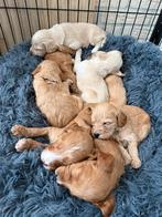 Labradoodle pups, Overige rassen, 8 tot 15 weken, CDV (hondenziekte), Meerdere