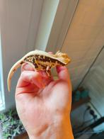 Wimpergekko Lilly white, Hagedis, 0 tot 2 jaar