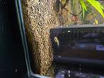 Gratis guppie vrouwtjes, Vis, Zoetwatervis