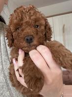 Pups dwergpoedel  FCI stamboom, Dieren en Toebehoren, Poedel, Nederland, Rabiës (hondsdolheid), 8 tot 15 weken