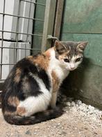 Boederij kittens, Dieren en Toebehoren, Katten en Kittens | Overige Katten, Meerdere dieren, Kortharig, 0 tot 2 jaar
