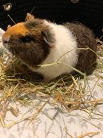 Schattig cavia-beertje zoekt een liefdevol thuis, Dieren en Toebehoren, Knaagdieren, Cavia, Mannelijk, Tam, September